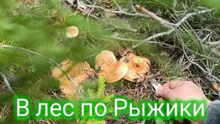 В лес по Рыжики