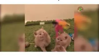 Vids 2