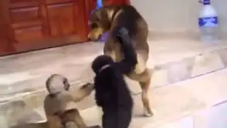 Обезьянка  играющая с собакой  Это нечто!!!