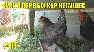 [VLOG_ЛТ#178]: мои первые курочки (первая покупка кур несушек)