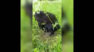 содержание овец, кормление овец.