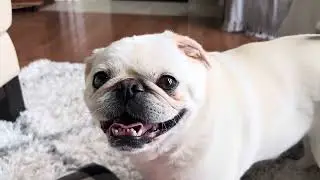 Pug and his most favorite thing in the world