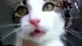 cutest meow ever?