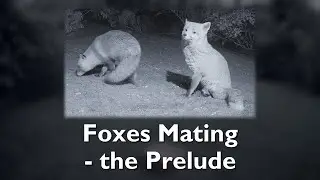 Foxes Mating - the prelude.