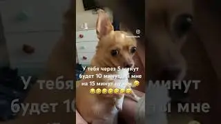 Чихуахуа #приколы #собака #чихуахуа #dog #приколысживотными #shortsvideo #shortvideo #sunny