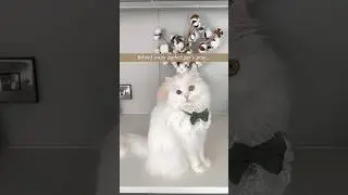 Every pet parent can relate 😂 #cat #cats