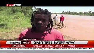 Sabaki residents mourn after historical 800- year-giant Baobab tree is swept by floods