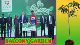 BALCONY GARDEN/ CURRY LEAVES REPOATING