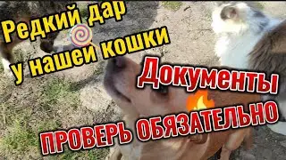 Дар нашей кошки крысоловки. Какие документы смотрим у продавца дома, быстрые способы проверки. ПМЖ