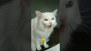 When your cat sees a bird and make weird sounds