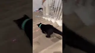 cats and lasers🐈💨 - Amazon FBA