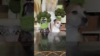 Cute Animal And Pet #dogmom #over30 #sookiea 192