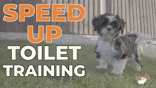 How To Potty Train A Puppy - Quickly
