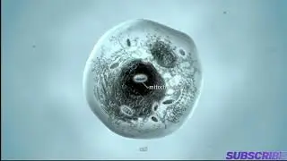 Como as Mitocôndrias produzem Energia?