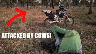 COWS DIDN'T LIKE US CAMPING IN THEIR PADDOCK! - Great Northern Adventure PART TWENTY!