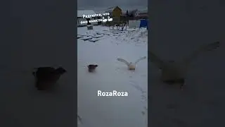 #shortvideo