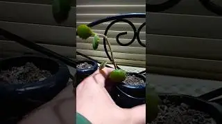 Droopy Succulent fix 