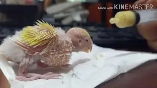 How to hand feed a baby budgies or Love birds