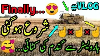 ہارویسٹر سے گندم کی کٹائی...🥰 | کٹائی شروع ہو گئی...😍 | بہت ہی مصروفیات...🥱