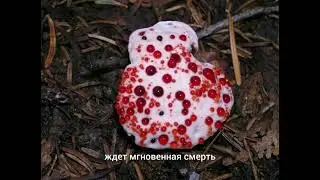 Дьявольский гриб