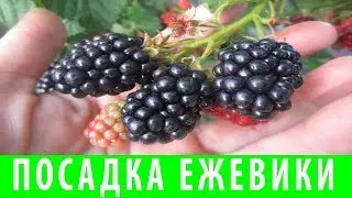 ПОСАДКА И ВЫРАЩИВАНИЕ ЕЖЕВИКИ