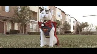 The Super Adventures of Morty Kitten (First Flight)