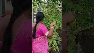 Organic snake gourd #youtubeshorts #shorts