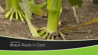 Brace Roots in Corn