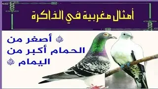 مثل مغربي في الذاكرة * اصغر من الحمام اكبر من اليمام *