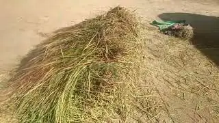 village Life