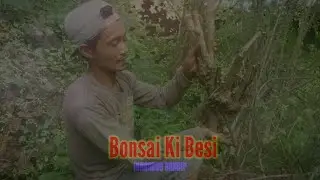 Bonsai Ki Besi Di Lokasi Yang Banyak Bidara Lokal