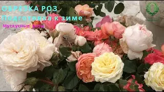 ОБРЕЗКА РОЗ. Подготовка к зиме. Мускусные розы. Питомник 🌹 и 🌲 Е. Иващенко