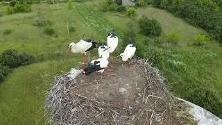 Папа Аист кормит аистят