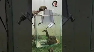 Rat Trap 88, Make the best mouse trap in the world 2024 #shoprts