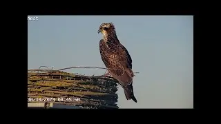 HBN-6 Visarend op kunstnest