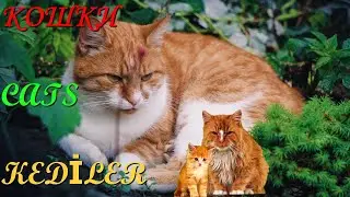 🐱Кошки кошки кошки Сats cats cats  Кediler kediler kediler