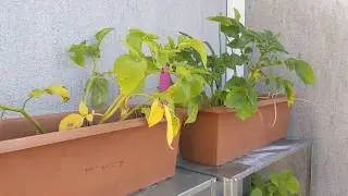 Pixel 3a video sample