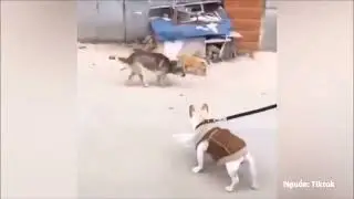 khi boss khịa nhau ko chịu nổi