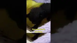 🐈‍⬛Как Мы Спасли Кота от Ворон🙌🏼 инстаграм семейства @the_olive_family