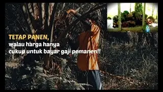 Panet sawit pribadi, di saat harga jatuh kebawah, Kalimantan barat-Indonesia.