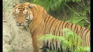 Kaziranga male tiger kzt085 in 2013 April，that time he was the king