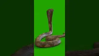 saamp Green screen videos #shorts #116 #subscribe #green
