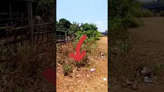Tanah Murah di Jimbaran Bali 
