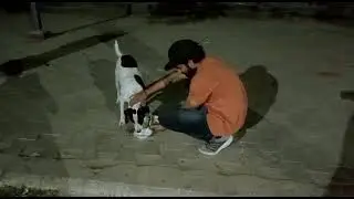 stray dogs feeding / animal feed drive / helping hands charitable trust 🐾
