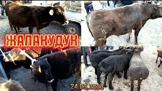 ЖАЛАКУДУК ХАЙВОН БОЗОРИ АНДИЖОН КУРГОНТЕПА 24.03.2023