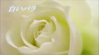 Ladyd'Arbanville‐白いバラ／Gigliola Cinquetti   COVER by SHION(日本語)