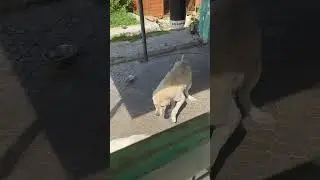 Три девицы под окном😎🙌 #funnydogs