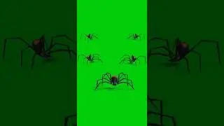 Spider Green Screen Chroma Key Bcakground Change Video