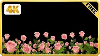 Field of Pink rose moving black screen background loops