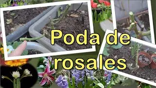 Cómo y cuándo PODAR ROSALES paso a paso. 🌹✂👍🏻